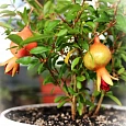 Гранат карликовый Нана