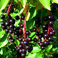 Черемуха кистевая (обыкновенная) Чемальская Красавица