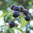 Малина черноплодная Блэк Джуэл Малина черноплодная Блэк Джуэл