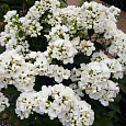 Флокс друммонда Промис белый Флокс друммонда Промис белый