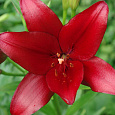Лилия ЛА-гибрид Ред Алерт