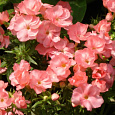 Флокс друммонда Промис персиковый Флокс друммонда Промис персиковый