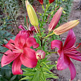 Лилия ОА-гибрид Новембер Рейн