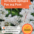 Астильба Арендса Рок энд Ролл Астильба Арендса Рок энд Ролл
