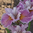 Ирис сибирский Фэнси ми Зис НАБОР 2ШТ (1+1) Ирис сибирский Фэнси ми Зис НАБОР 2ШТ (1+1)