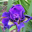 Ирис сибирский Каблуе