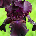 Ирис бородатый Суперстишн Ирис бородатый Суперстишн