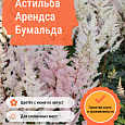 Астильба Арендса Бумальда