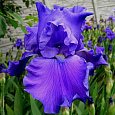 Ирис германский Breakers