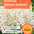 Астильба Арендса Диамант Астильба Арендса Диамант