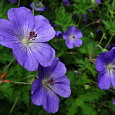 Герань гибридная Блу Блад Герань гибридная Блу Блад