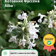 Котовник Фассена Alba
