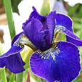 Ирис сибирский Golden Edge Ирис сибирский Golden Edge