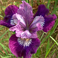 Ирис сибирский Lady Vanessa