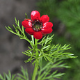 Адонис летний Красный