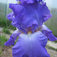 Ирис германский Sugar  Blues
