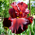 Ирис бородатый Чиф Ванкешу Ирис бородатый Чиф Ванкешу