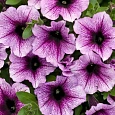 Петуния ампельная F1 Изи Вейв	Плам Вейн