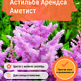 Астильба Арендса Аметист
