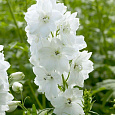 Дельфиниум высокий Гвардиан Вайт