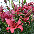 Лилия ОА-гибрид Новембер Рейн