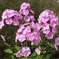 Флокс метельчатый Junior Bouquet