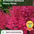 Астильба Арендса Heavy Metal Астильба Арендса Heavy Metal