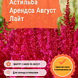 Астильба Арендса Август Лайт Астильба Арендса Август Лайт