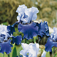 Ирис германский Best Bet
