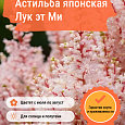 Астильба японская Лук эт Ми Астильба японская Лук эт Ми