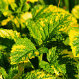 Мелисса (Лимонная мята) лекарственная Aureovariegata