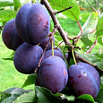 Слива Фиолетовая