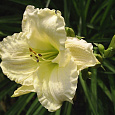 Лилейник гибридный Кул Ит