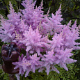 Астильба Арендса Гиацинт