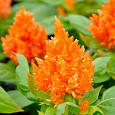 Целозия перистая Глориас Оранж