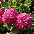 Гортензия крупнолистовая Товелит