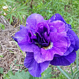 Ирис сибирский Каблуе