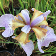 Ирис сибирский Memphis Memory
