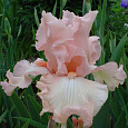 Ирис германский Lena M