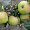Яблоня  Синап Северный