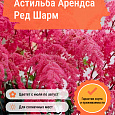 Астильба Арендса Ред Шарм Астильба Арендса Ред Шарм