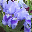 Ирис карликовый Тинкер Белл Ирис карликовый Тинкер Белл