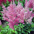 Астильба японская Мэйнц
