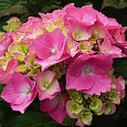 Гортензия крупнолистовая Розита Гортензия крупнолистовая Розита