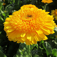 Календула каблуна Желтая