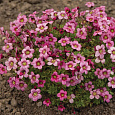 Камнеломка Арендса Marto Hot Rose