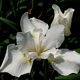 Ирис сибирский White Swirl
