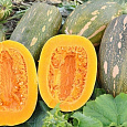 Тыква мускатная Витаминная