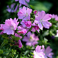 Мальва (Шток-роза) мускусная Rosea Мальва (Шток-роза) мускусная Rosea